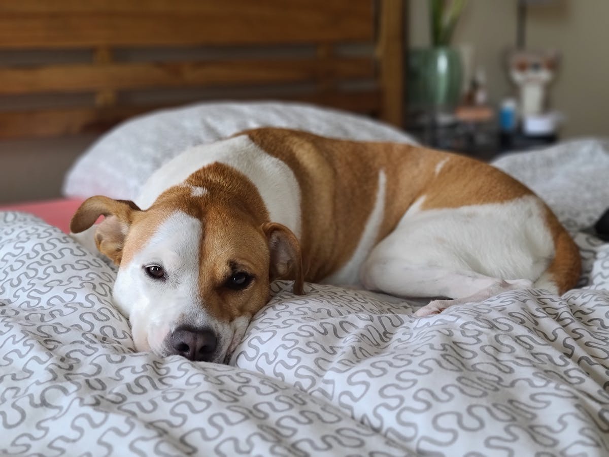 A dog lying comfortably on a bed at home