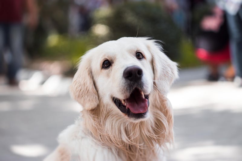 A gentle golden retriever looking up peacefully