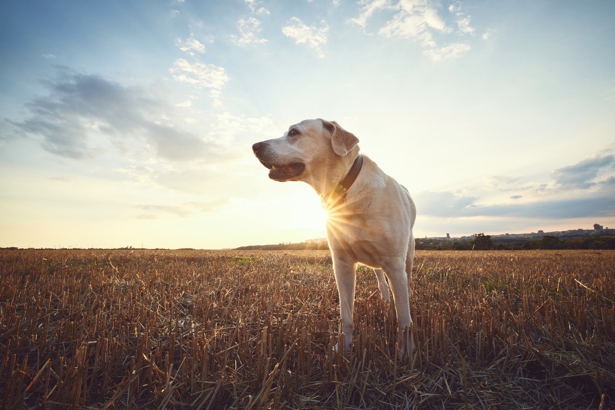 A golden Labrador standing in a field at sunset, representing beloved pets in Great Neck