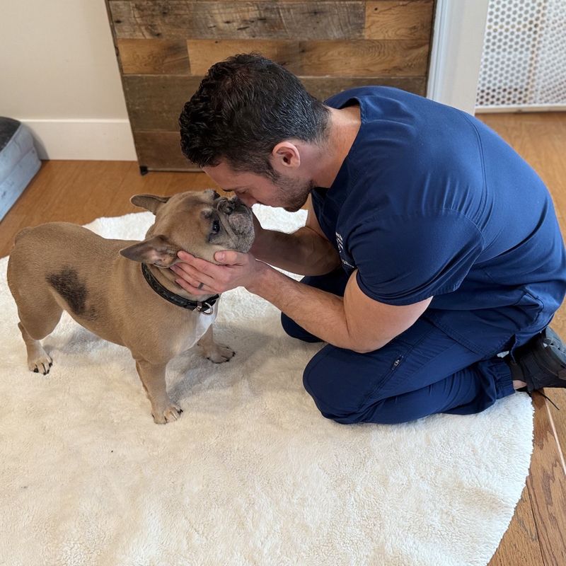 A person in blue scrubs kneels on a white rug, gently holding a brown French Bulldog's face with both hands. The dog is standing and looking at the person. A wooden wall and part of a gray cushion are visible in the background.