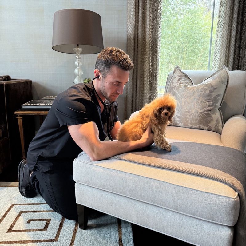 A man in black scrubs kneels on the floor next to a small, fluffy dog on a sofa. He is using a stethoscope to listen to the dog's heartbeat. The room is warmly lit, with a lamp and large window in the background.