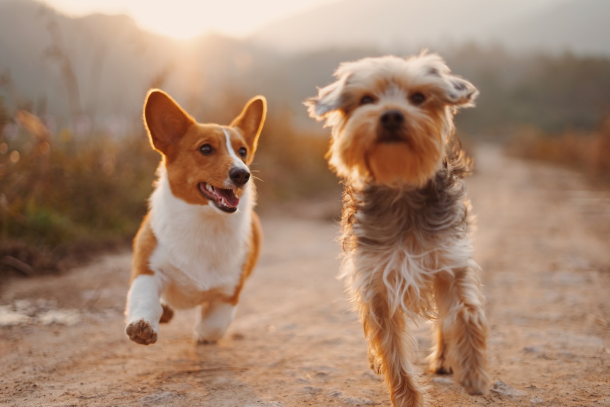 Two dogs, a Corgi and a small, shaggy dog, run side by side on a dirt path outdoors at sunset, with sunlight and hills in the background.