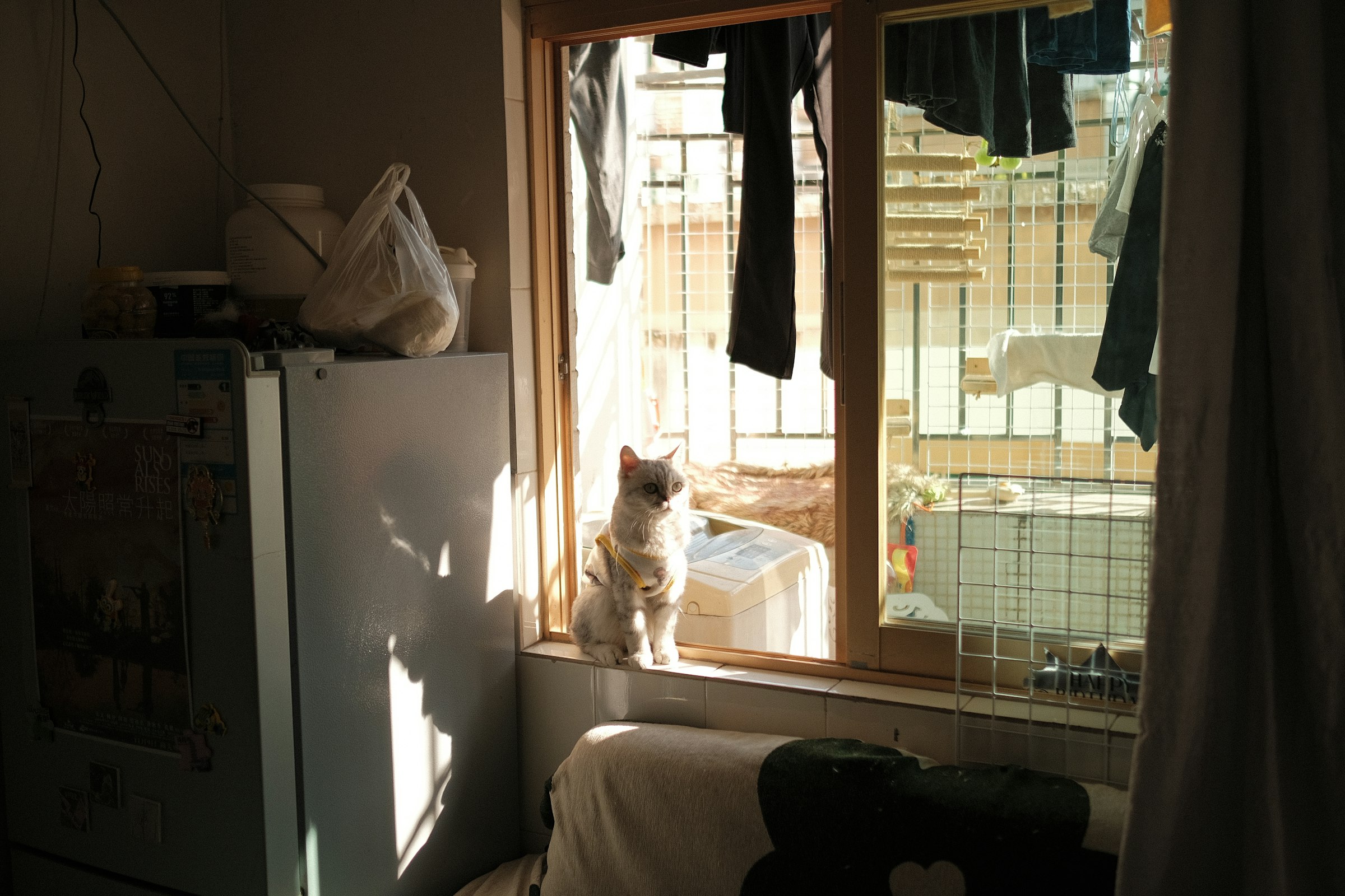 A peaceful cat resting in soft sunlight near a window
