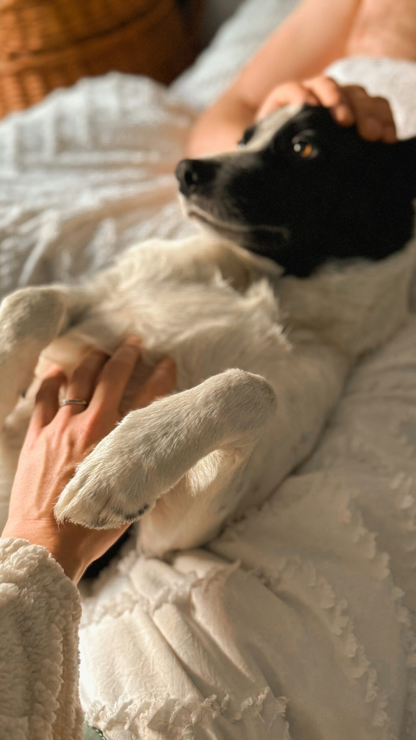 A woman cradles her dog on a bed in soft morning light