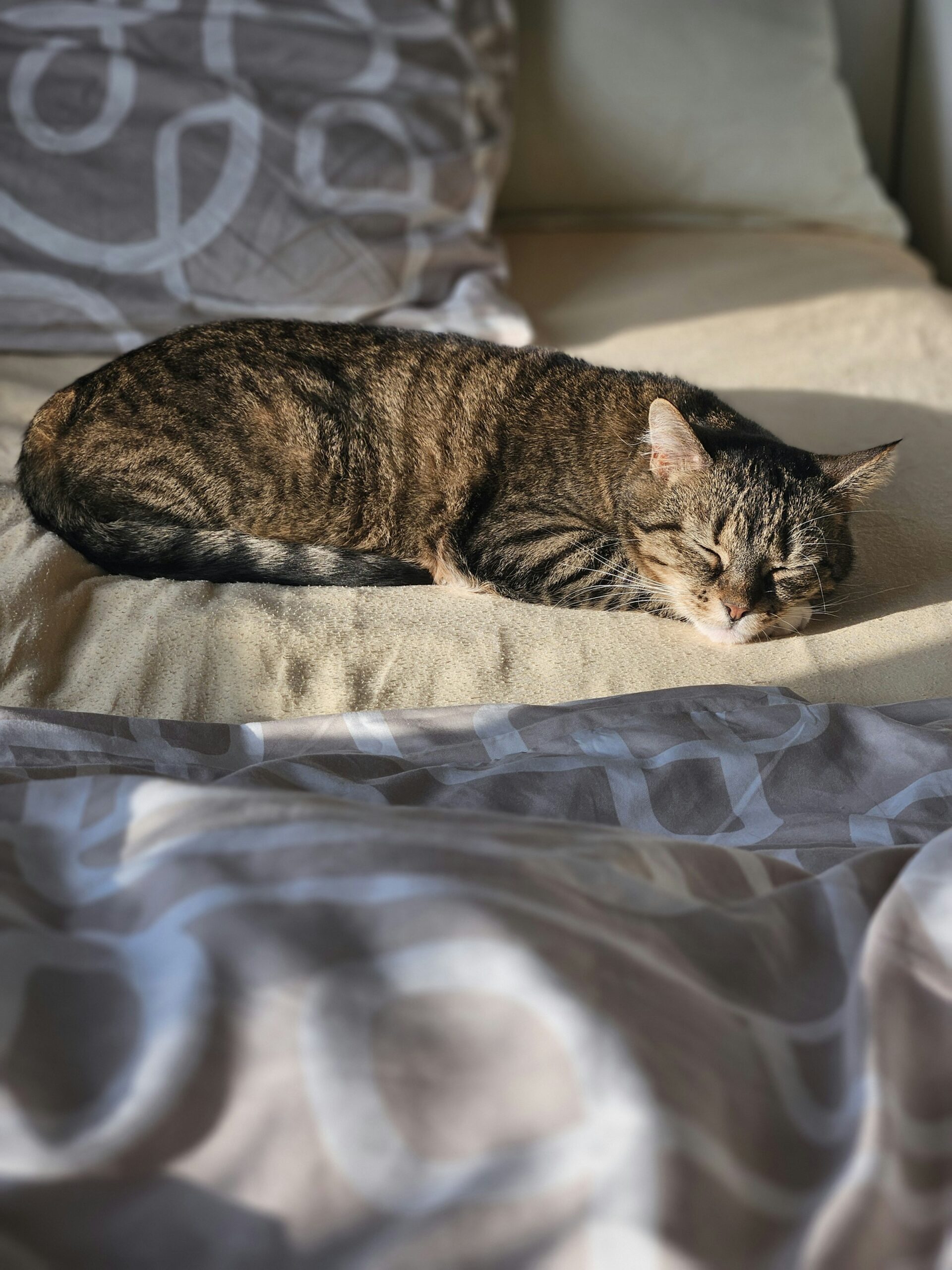 A senior pet resting peacefully at home in warm natural light