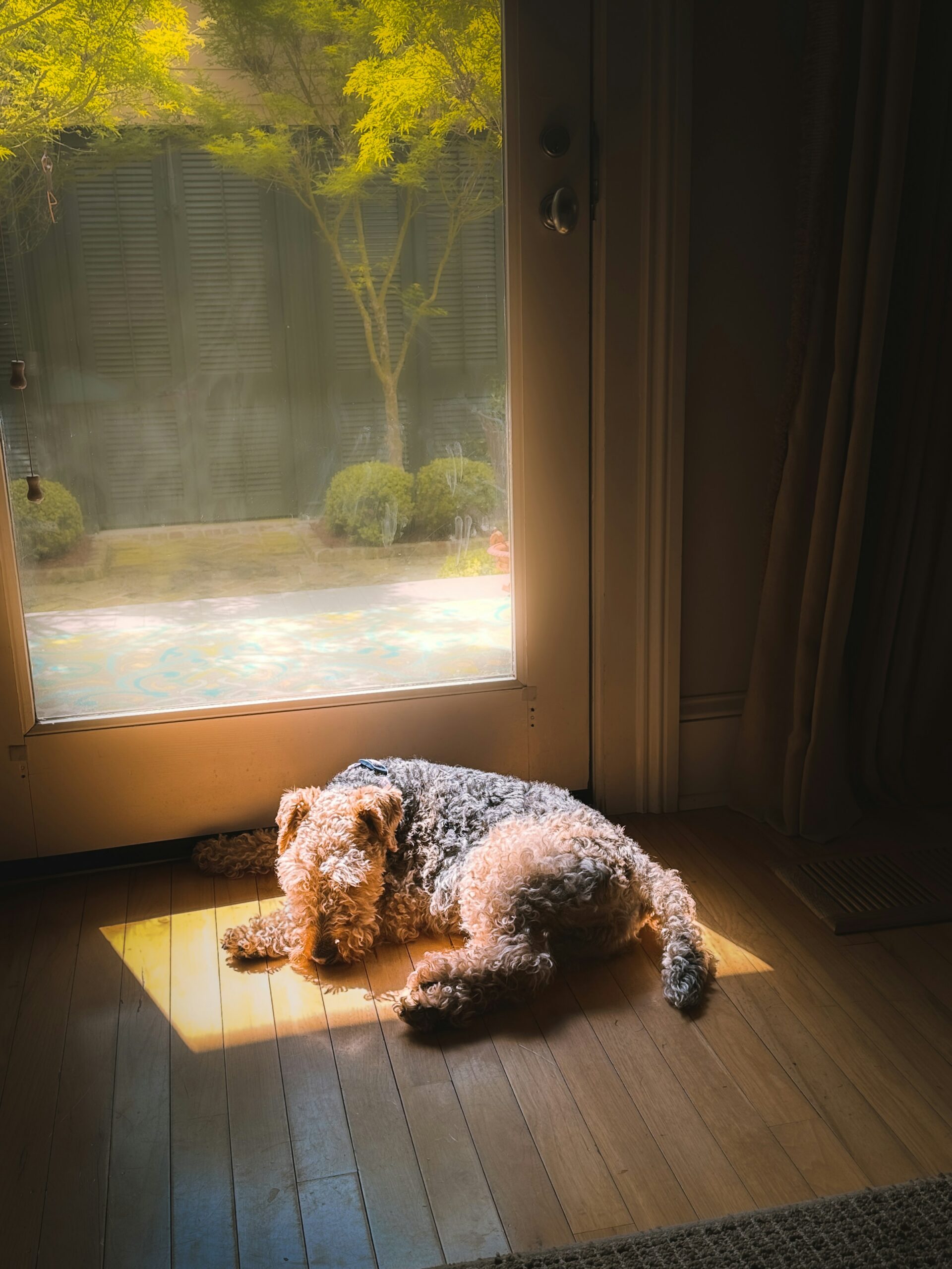 A senior pet resting peacefully at home