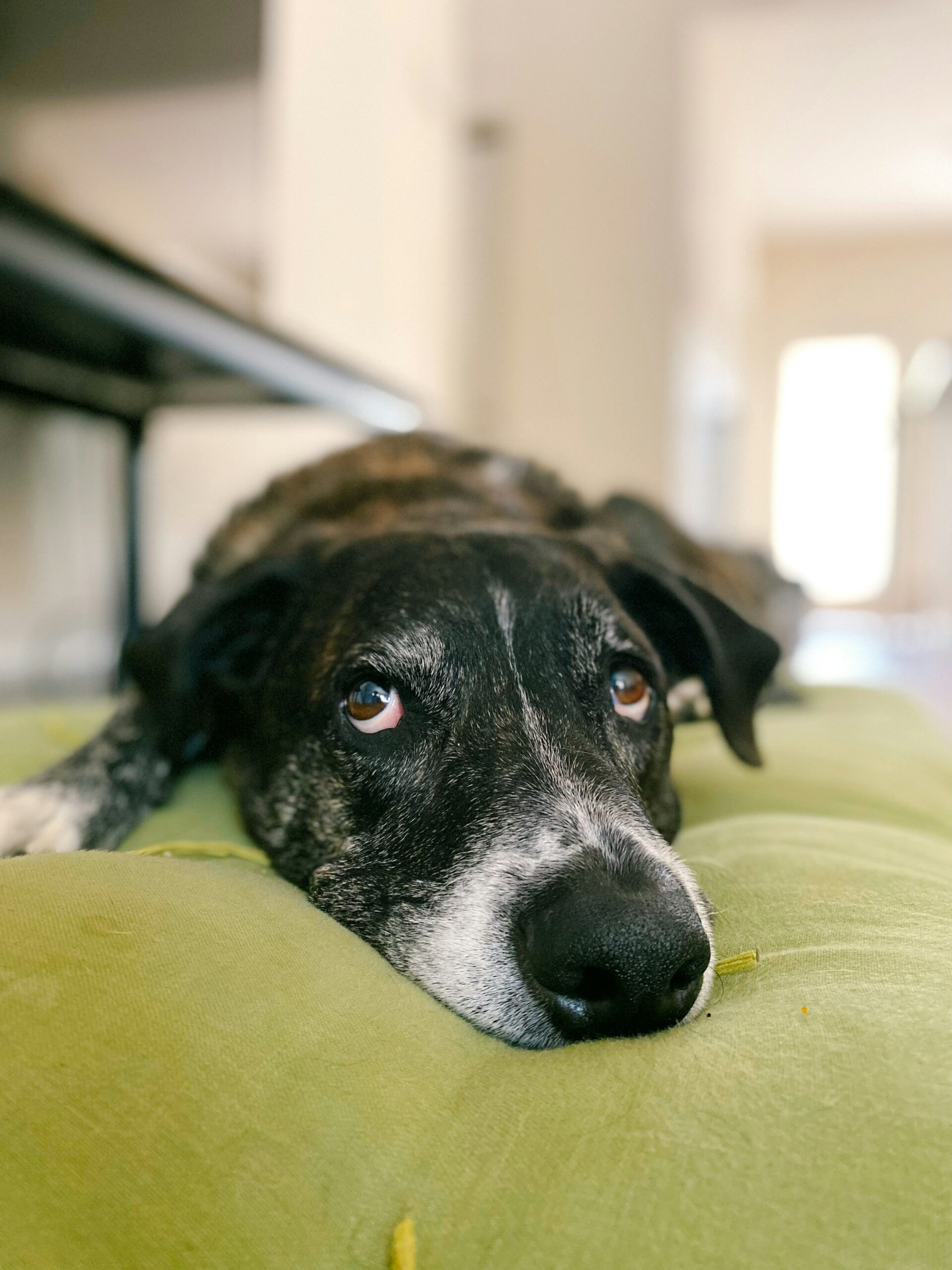 A senior pet resting peacefully at home