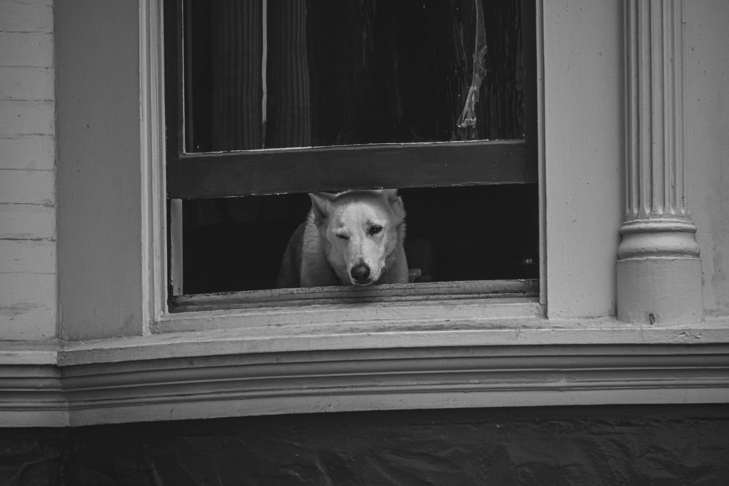 A senior pet resting peacefully at home