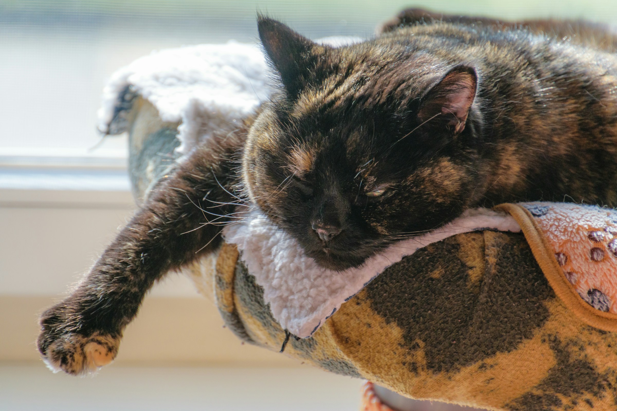 A senior pet resting peacefully at home
